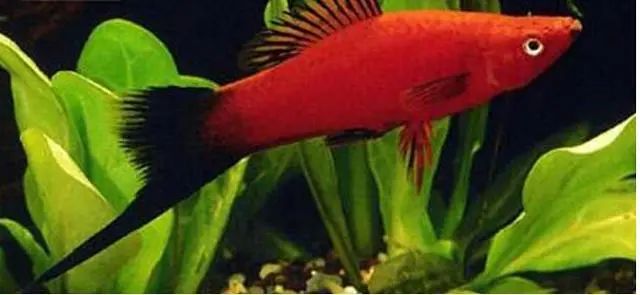 不需要加熱的觀賞魚_不需要加熱的觀賞魚_不需要加熱的觀賞魚