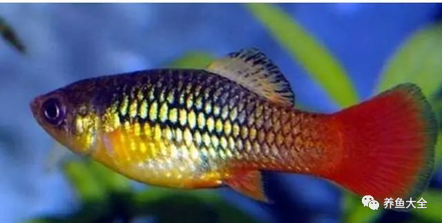不需要加熱的觀賞魚_不需要加熱的觀賞魚_不需要加熱的觀賞魚