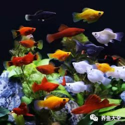 不需要加熱的觀賞魚_不需要加熱的觀賞魚_不需要加熱的觀賞魚
