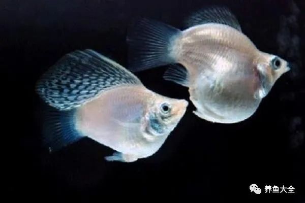 不需要加熱的觀賞魚_不需要加熱的觀賞魚_不需要加熱的觀賞魚