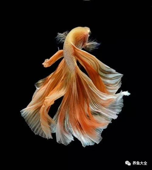 不需要加熱的觀賞魚_不需要加熱的觀賞魚_不需要加熱的觀賞魚