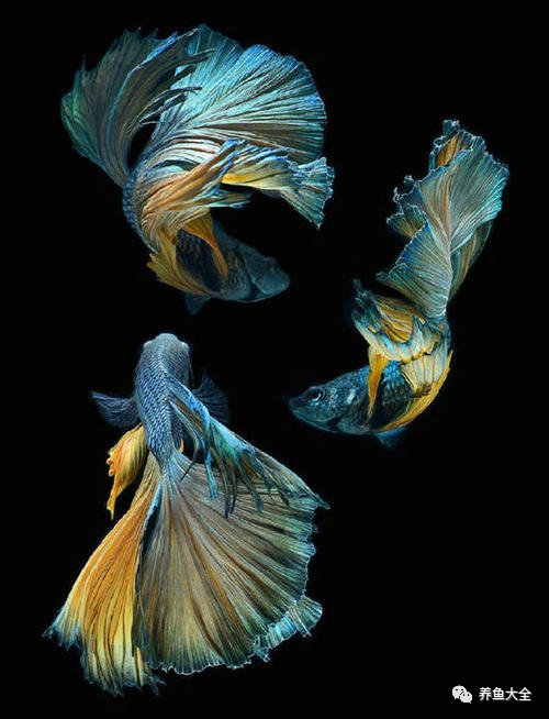 不需要加熱的觀賞魚_不需要加熱的觀賞魚_不需要加熱的觀賞魚