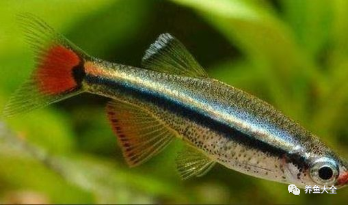 不需要加熱的觀賞魚_不需要加熱的觀賞魚_不需要加熱的觀賞魚