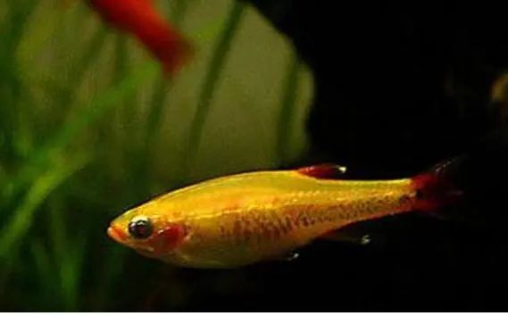 不需要加熱的觀賞魚_不需要加熱的觀賞魚_不需要加熱的觀賞魚