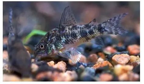 不需要加熱的觀賞魚_不需要加熱的觀賞魚_不需要加熱的觀賞魚