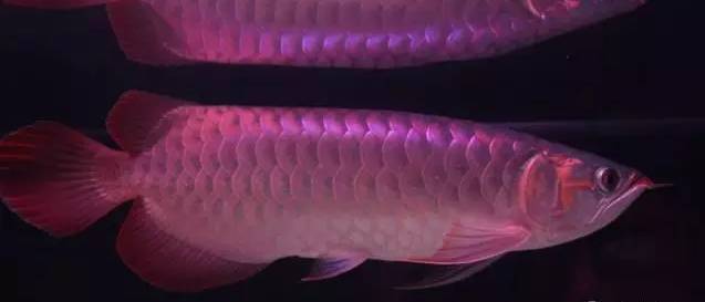 什么樣的觀賞魚最好養_什么樣的觀賞魚最好養_什么樣的觀賞魚最好養