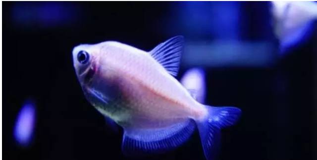 什么樣的觀賞魚最好養_什么樣的觀賞魚最好養_什么樣的觀賞魚最好養