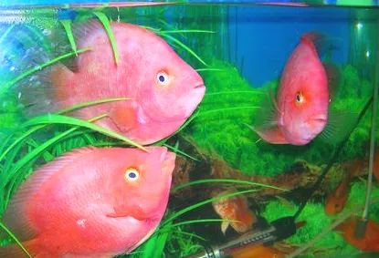 什么樣的觀賞魚最好養_什么樣的觀賞魚最好養_什么樣的觀賞魚最好養