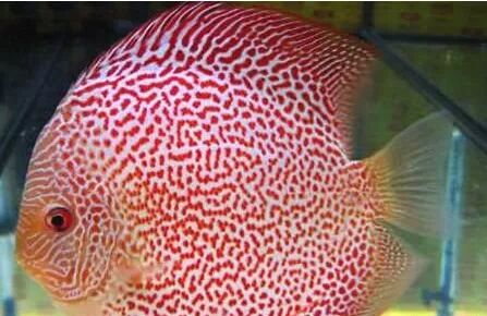什么樣的觀賞魚最好養_什么樣的觀賞魚最好養_什么樣的觀賞魚最好養