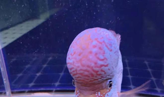 魚缸觀賞魚哪個最好養(yǎng)_觀賞魚缸養(yǎng)魚好嗎_觀賞魚缸好養(yǎng)嗎