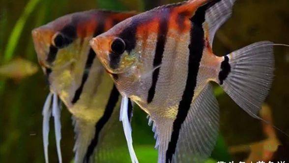 觀賞魚魚養(yǎng)殖_觀賞養(yǎng)殖有哪些_觀賞養(yǎng)殖場動物