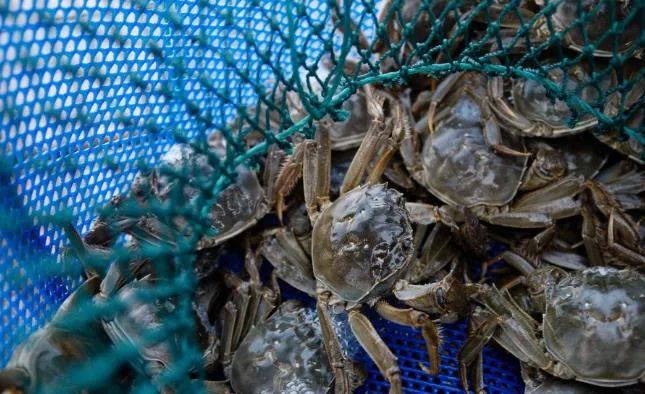 養(yǎng)觀賞魚(yú)賺錢(qián)嗎_養(yǎng)觀賞魚(yú)賺錢(qián)嗎_養(yǎng)觀賞魚(yú)賺錢(qián)嗎