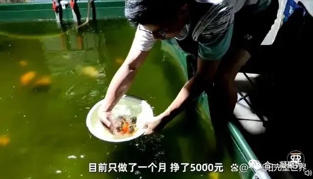 能賺錢的觀賞魚_養(yǎng)觀賞魚賺錢嗎_觀賞養(yǎng)賺錢魚好不好