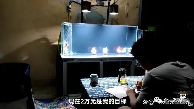 養(yǎng)觀賞魚賺錢嗎_觀賞養(yǎng)賺錢魚好不好_能賺錢的觀賞魚