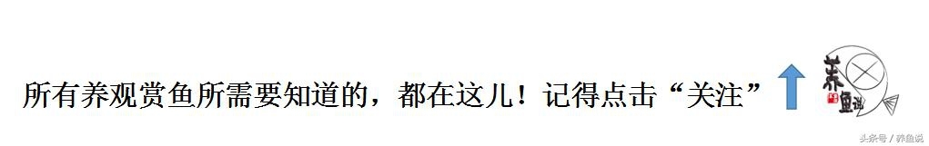 自帶熒光的觀賞魚_熒光魚種類_自帶觀賞熒光魚能繁殖嗎