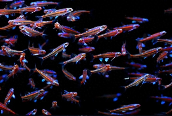 自帶熒光的觀賞魚(yú)_自帶熒光的觀賞魚(yú)_自帶熒光的觀賞魚(yú)