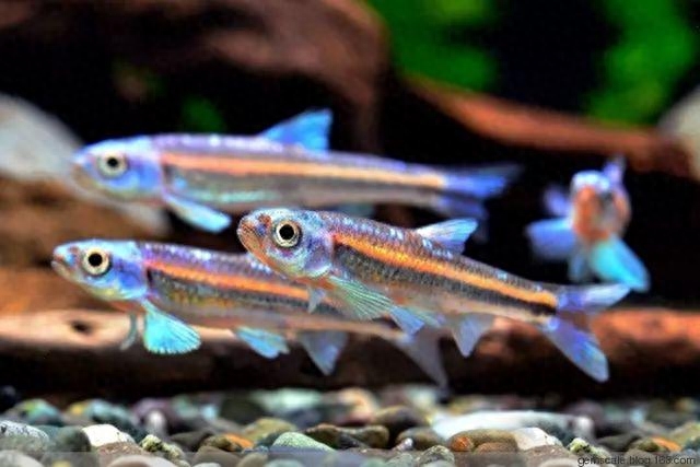 自帶熒光的觀賞魚(yú)_自帶熒光的觀賞魚(yú)_自帶熒光的觀賞魚(yú)