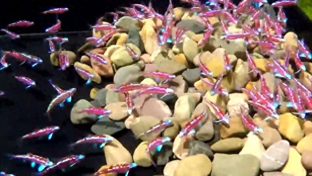 自帶熒光的觀賞魚(yú)_自帶熒光的觀賞魚(yú)_自帶熒光的觀賞魚(yú)