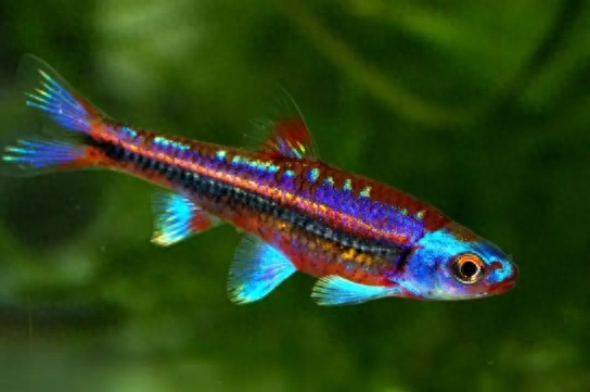 自帶熒光的觀賞魚(yú)_自帶熒光的觀賞魚(yú)_自帶熒光的觀賞魚(yú)