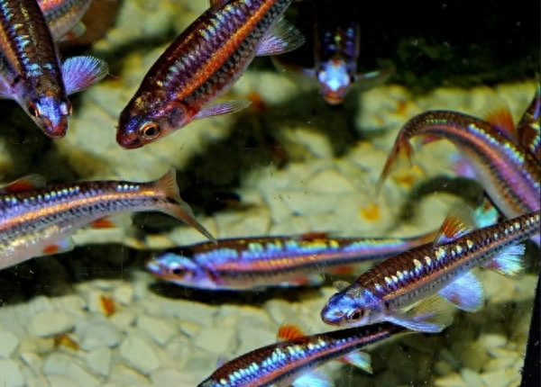 自帶熒光的觀賞魚(yú)_自帶熒光的觀賞魚(yú)_自帶熒光的觀賞魚(yú)