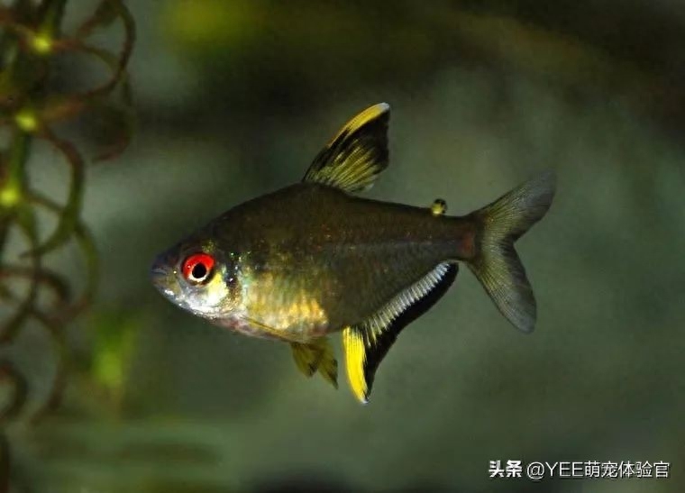 自帶觀賞熒光魚的魚缸_熒光魚種類_自帶熒光的觀賞魚