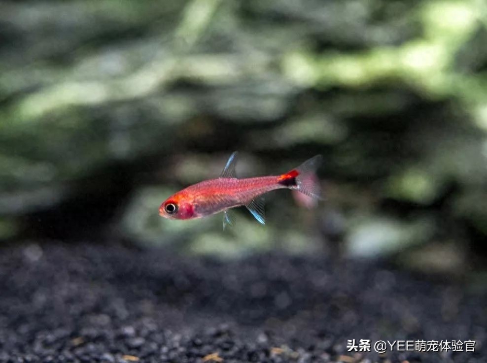 熒光魚種類_自帶觀賞熒光魚的魚缸_自帶熒光的觀賞魚