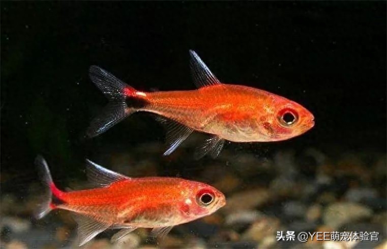 熒光魚種類_自帶熒光的觀賞魚_自帶觀賞熒光魚的魚缸
