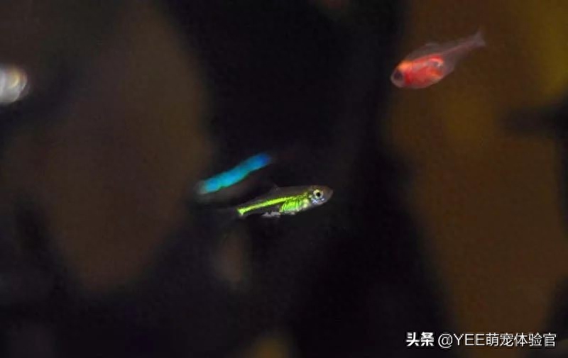 自帶觀賞熒光魚的魚缸_熒光魚種類_自帶熒光的觀賞魚