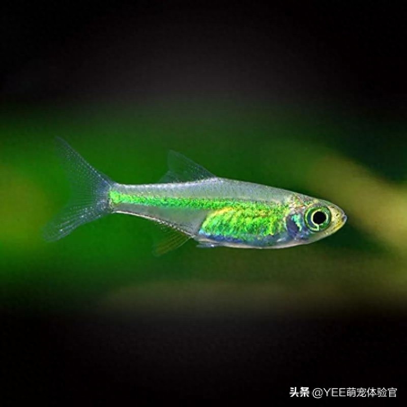 自帶觀賞熒光魚的魚缸_自帶熒光的觀賞魚_熒光魚種類