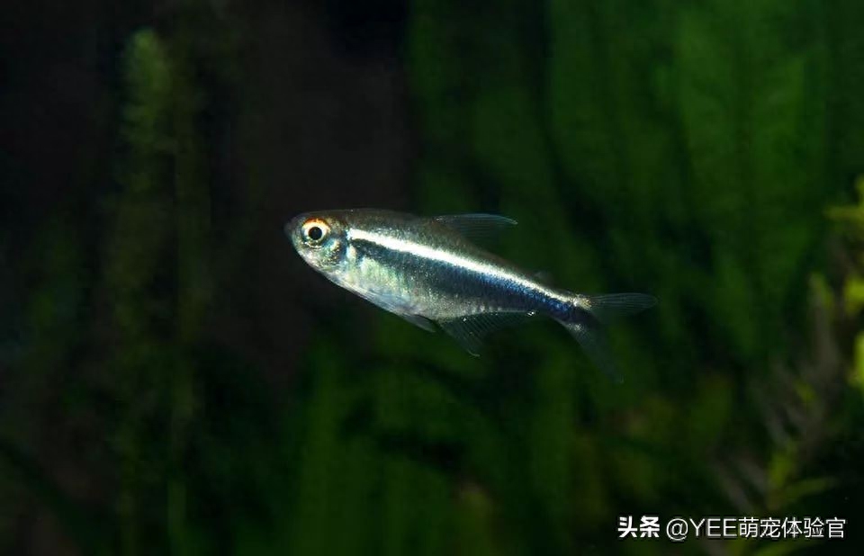 自帶熒光的觀賞魚_自帶觀賞熒光魚的魚缸_熒光魚種類