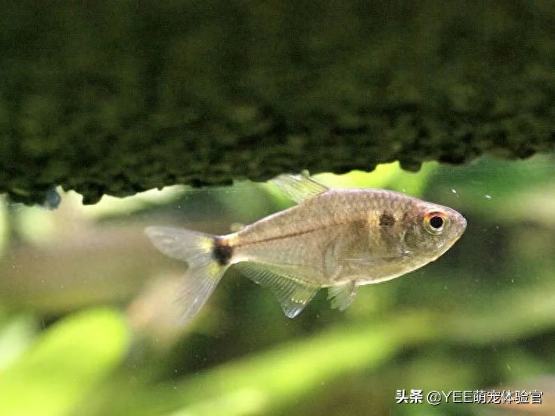 自帶觀賞熒光魚的魚缸_自帶熒光的觀賞魚_熒光魚種類