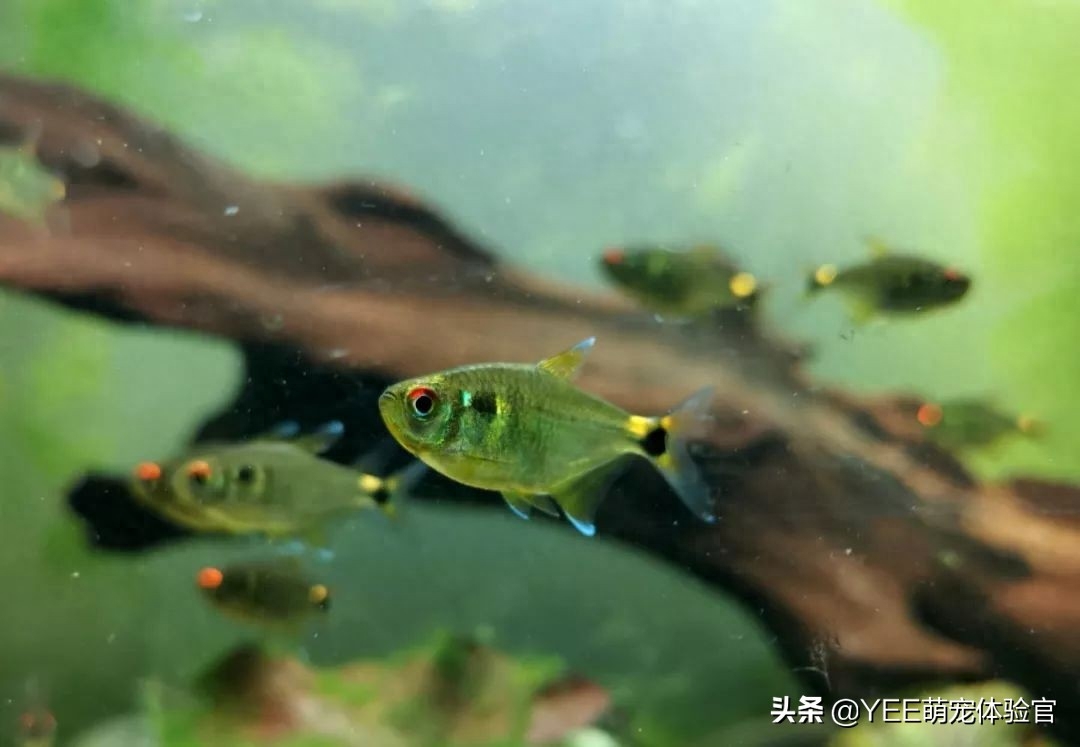 自帶熒光的觀賞魚_自帶觀賞熒光魚的魚缸_熒光魚種類