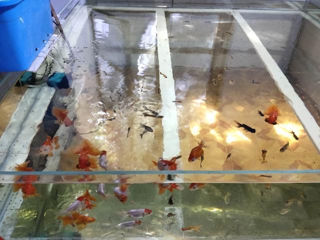 觀賞魚養幾條魚最好_觀賞魚養魚_魚觀賞養條好養嗎