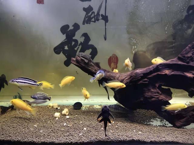 魚觀賞養條好養嗎_觀賞魚養幾條魚最好_觀賞魚養魚