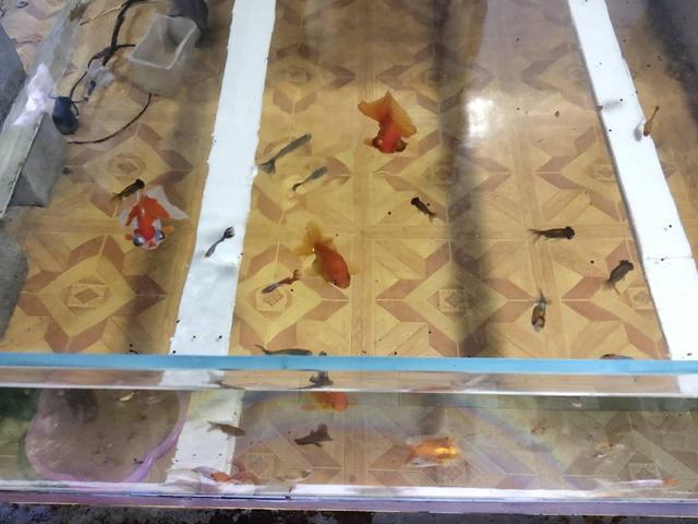 觀賞魚養幾條魚最好_觀賞魚養魚_魚觀賞養條好養嗎