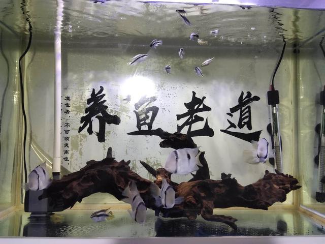 觀賞魚養幾條魚最好_魚觀賞養條好養嗎_觀賞魚養魚