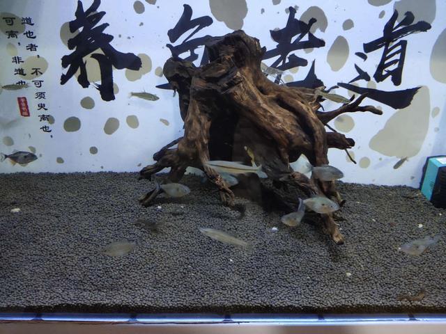 觀賞魚養幾條魚最好_魚觀賞養條好養嗎_觀賞魚養魚