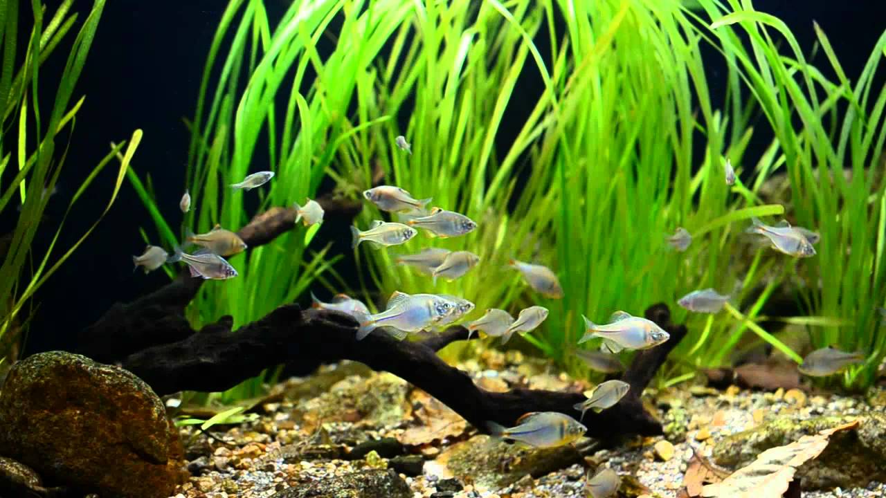 魚觀賞養條好養嗎_觀賞魚養魚_觀賞魚養幾條魚最好