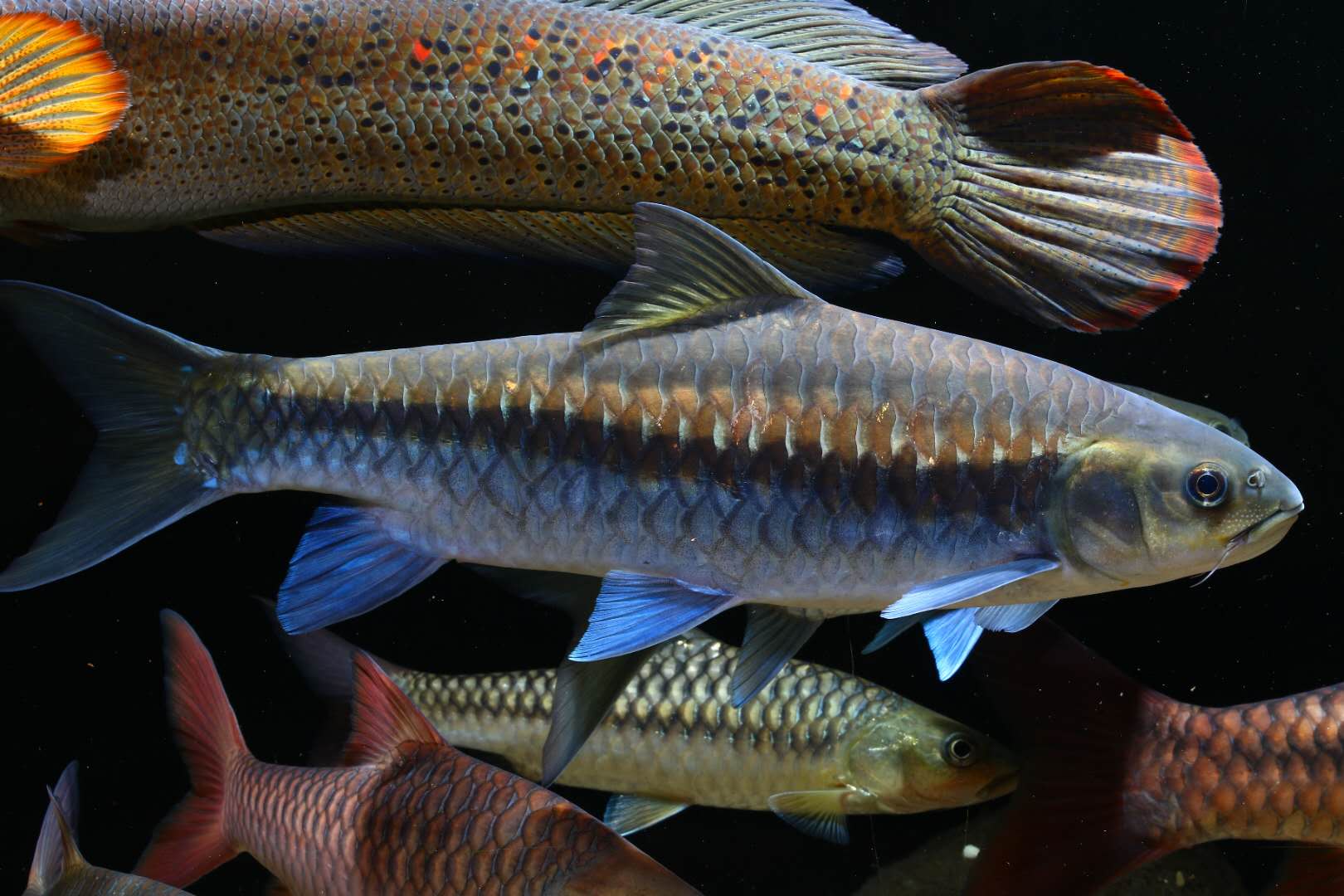 魚觀賞養條好養嗎_觀賞魚養魚_觀賞魚養幾條魚最好