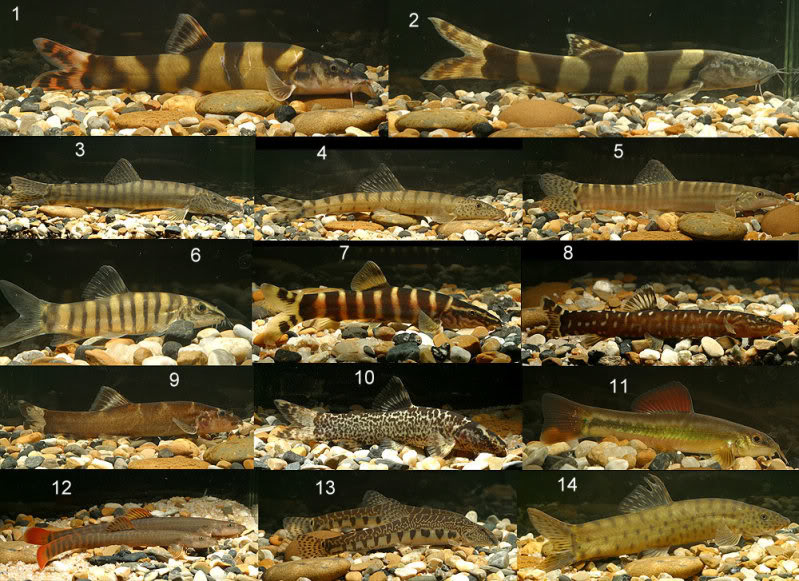 觀賞魚養幾條魚最好_魚觀賞養條好養嗎_觀賞魚養魚