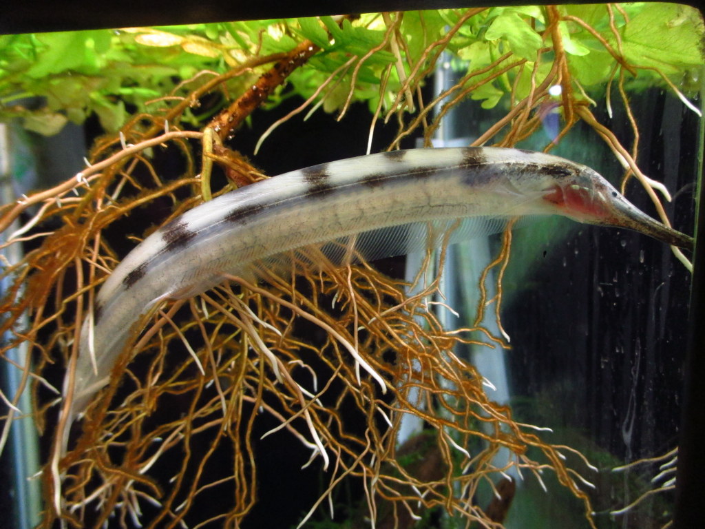 魚觀賞養條好養嗎_觀賞魚養魚_觀賞魚養幾條魚最好