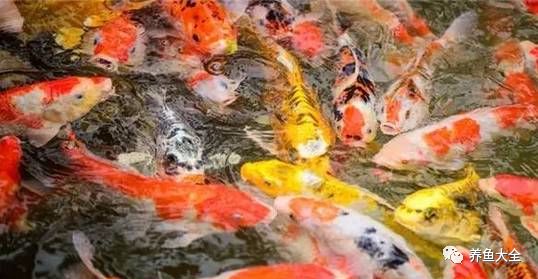 觀賞魚介紹文章_觀賞魚介紹電子版圖片_觀賞魚介紹