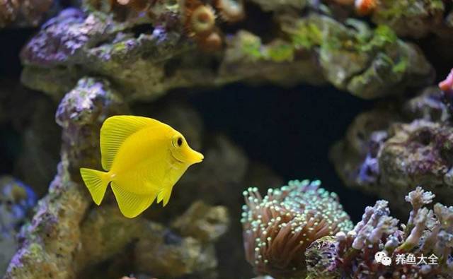 觀賞魚介紹文章_觀賞魚介紹_觀賞魚介紹電子版圖片