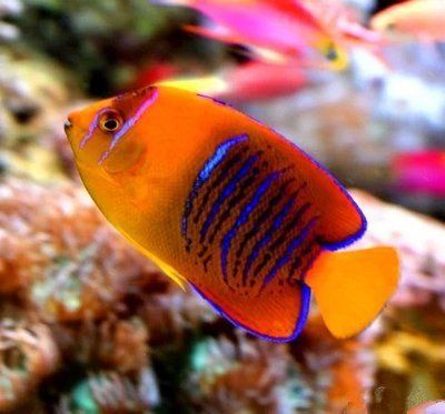 觀賞魚介紹視頻_觀賞魚介紹電子版圖片_觀賞魚介紹
