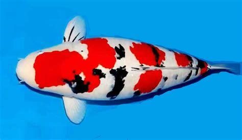 觀賞魚介紹視頻_觀賞魚介紹電子版圖片_觀賞魚介紹