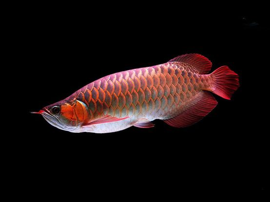 觀賞魚介紹視頻_觀賞魚介紹_觀賞魚介紹電子版圖片