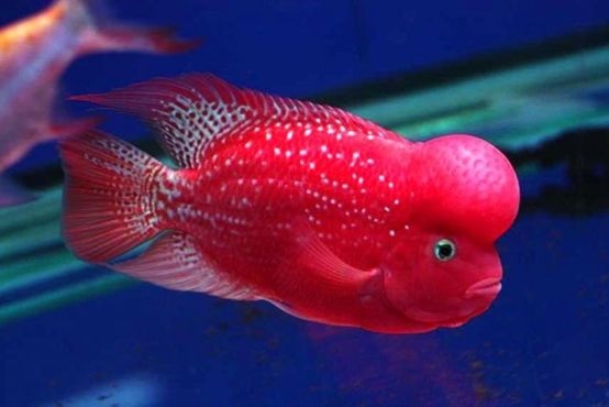 觀賞魚介紹視頻_觀賞魚介紹_觀賞魚介紹電子版圖片