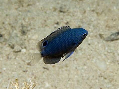 觀賞魚介紹視頻_觀賞魚介紹電子版圖片_觀賞魚介紹