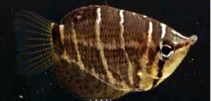 小型兇猛觀賞魚_觀賞兇猛小型魚圖片_小型兇猛的觀賞魚
