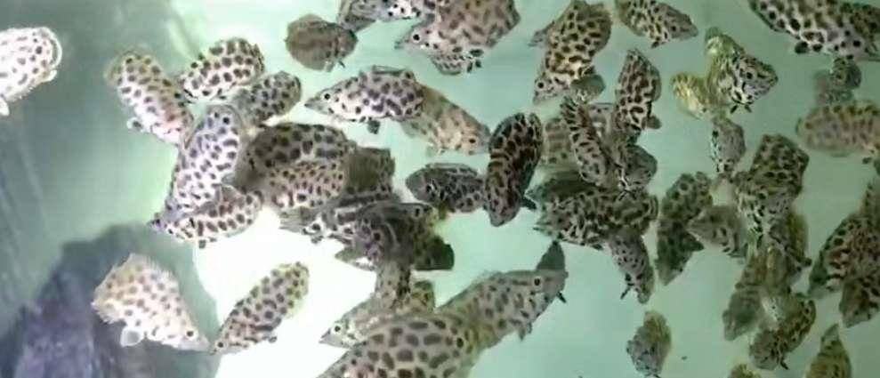 觀賞兇猛小型魚圖片_小型兇猛的觀賞魚_小型兇猛觀賞魚